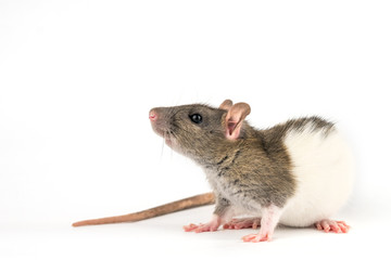beautiful rat white-gray color on white background is isolated