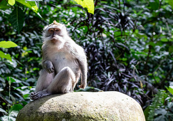 Naklejka na ściany i meble An Asian monkey sitting on a rock in Bali