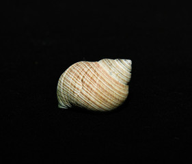 single shells on black background