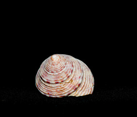 single shells on black background