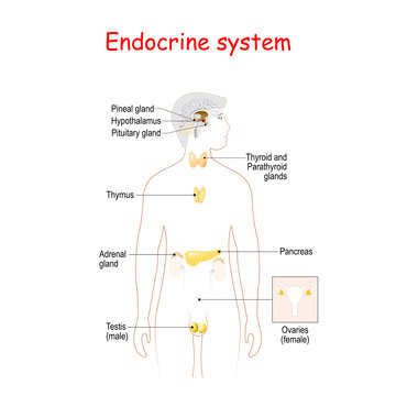 endocrine glands. Human silhouette with highlighted internal organs.