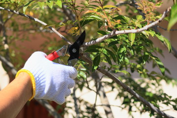 DIY　庭木の剪定