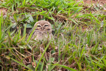 Naklejka na ściany i meble Burrowing owl in the middle of the grass