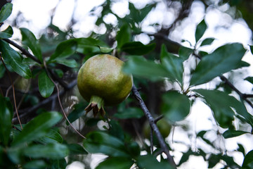 A green pomegranate