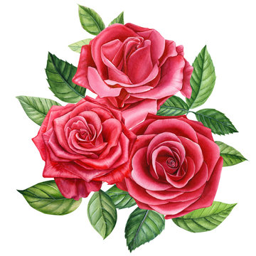 bouquet red rose, beautiful flower on an isolated white background, watercolor illustration, botanical painting