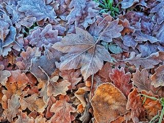 Frosty Fallen Leaves 