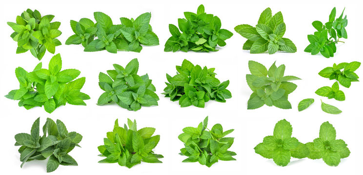 Fresh mint leafs isolated on a white background