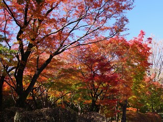 北の丸公園の紅葉