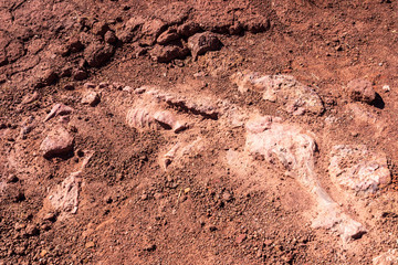 Crocodile fossil in clay at Torotoro in Bolivia