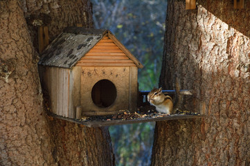 A small chipmunk takes food near a feeder in outdoors.