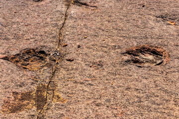 Fossilized dinosaur tracks at Torotoro, Bolivia.