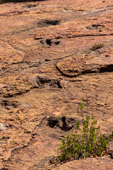 Fossilized dinosaur tracks at Torotoro, Bolivia.