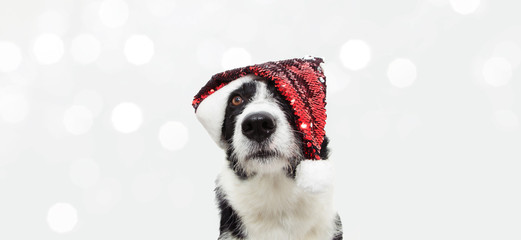 Obraz premium sweet border collie dog celebrating christmas holidays wearing a red glitter santa claus hat. looking up. Isolated on white background