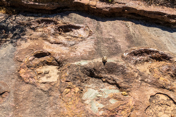 Fossilized dinosaur tracks at Torotoro, Bolivia.