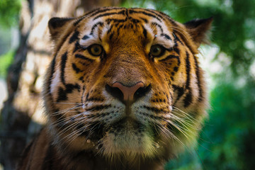 big tigers face portrait closeup, bokeh background