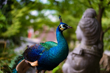 Obraz premium peacock