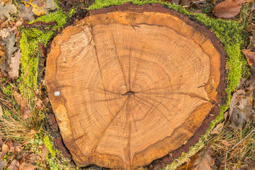 Cross-section with moss-covered tree trunk of European oak or pedunculate oak, Quercus robur with heartwood, sapwood, bark, bark and clearly visible marrow rays and saw marks of chainsaw - obrazy, fototapety, plakaty