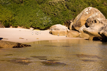 African Penguins on Boulders Beach, Cape Town, South Africa