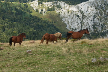 Horses on a meadow in Urkiola National Park in Spain,Europe