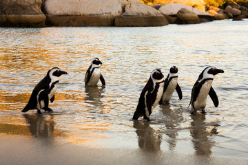 African Penguins on Boulders Beach, Cape Town, South Africa