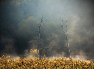 Jesienny Piękny Las W Mgłach 