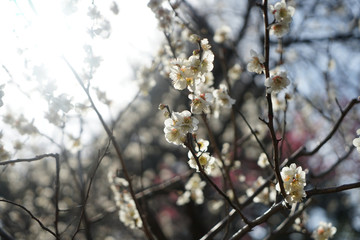 梅の花