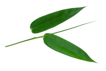 Obraz premium Bamboo leaves green isolated on white the background.