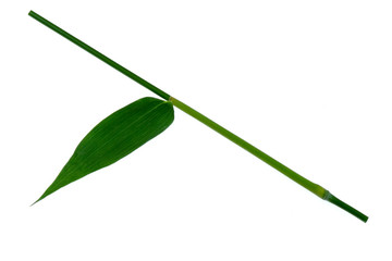 Bamboo leaves green isolated on white the background.