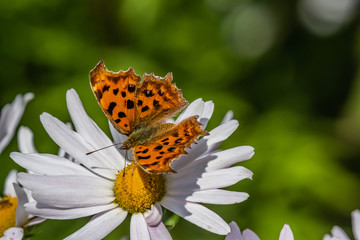 Butterfly sucking up nectar from a flower