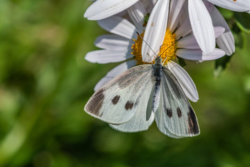 Butterfly sucking up nectar from a flower