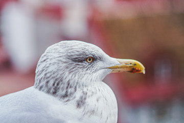 seagul in tallin