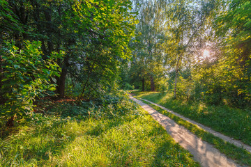 Rural country road surrounded by green blooming trees, grass and plants and sunshine coming from branches on clear summer day. Beauty of nature and relaxing lifestyle concept