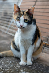 Naklejka na ściany i meble Portrait of tricolor cat on the street, close up Thai cat