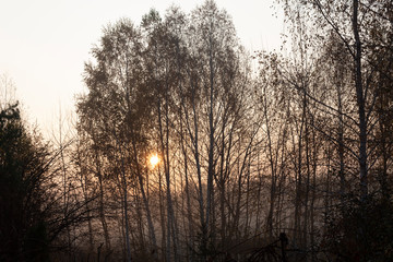 Through the fog and bare autumn trees, the rising morning sun is visible.