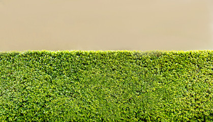 Green leaves makes huge fence along wrown light wall. Enough place for the text on the top. Greeny and eco concept.