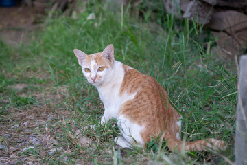 Naklejka na ściany i meble Portrait of white cat with orange spot, portrait of Thai cat