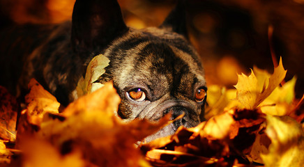 Dog among yellow leaves at autumn close up
