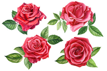 set red rose, beautiful flower on an isolated white background, watercolor illustration, botanical painting - obrazy, fototapety, plakaty