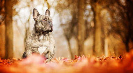Beautiful bulldog portrait among yellow leaves at red autumn