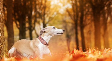 Beautiful dog in park among yellow leaves at autumn