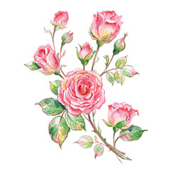  Sketch of watercolor and pencil roses bouquet.jpg
