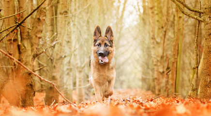 Dog running in yellow leaves at autumn