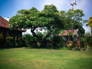 Beautiful Green Yard Of Balinese Temple With Old Frangipani Tree At Ringdikit Village, North Bali, Indonesia