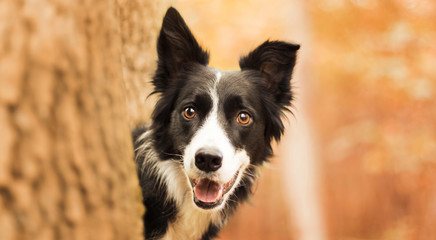 Dark-white dog among yellow leaves at autumn