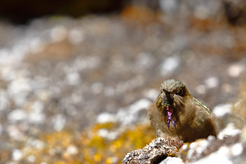 olivaceous Thornbill (Chalcostigma olivaceum) perched on a rock in the Andean heights.