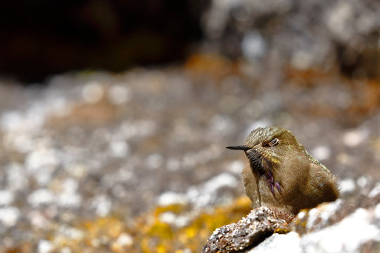 olivaceous Thornbill (Chalcostigma olivaceum) perched on a rock in the Andean heights.