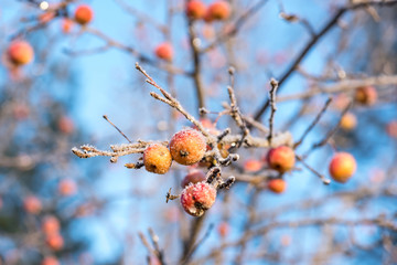 Paradise apple tree branch with small dry fruits close up detail, winter in garden on blue sky. Morning frost. Rime.
