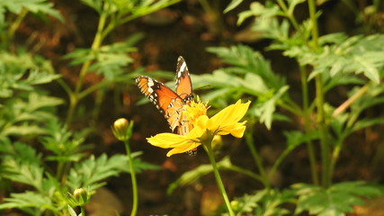 Tiger Butterfly with isolated on Sulfur cosmos flower taking food, with out-focus green leafs in...