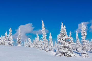 Beautiful winter landscape with snow covered trees and blue sky.