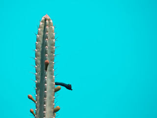 Cactus on blue background with copy space